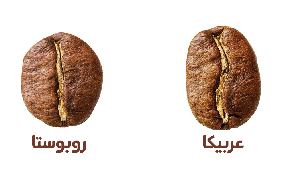 قهوه عربیکا بهتر است یا قهوه روبوستا؟